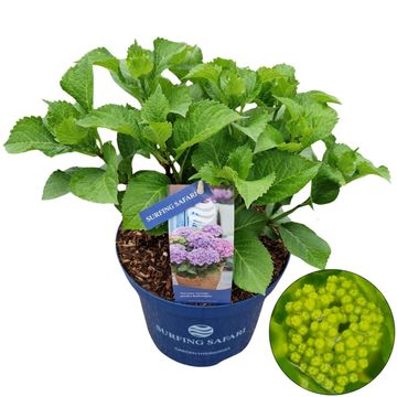 Hydrangea macrophylla SURFING SAFARI SEASIDE