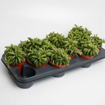 Peperomia 'Happy Bean'