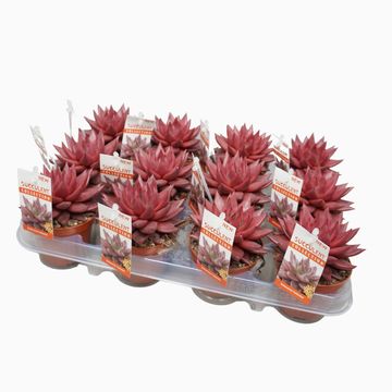 Echeveria 'Celestia'