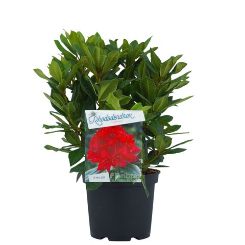 Rhododendron 'Lord Roberts'