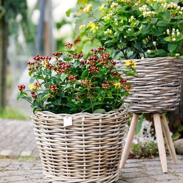 Hypericum MIRACLE MIX