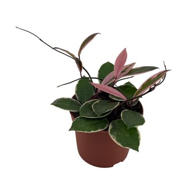 Hoya carnosa 'Flamingo Dream'