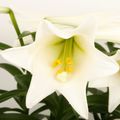 Lilium longiflorum 'Miracle'