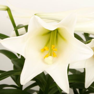 Lilium longiflorum 'Miracle'