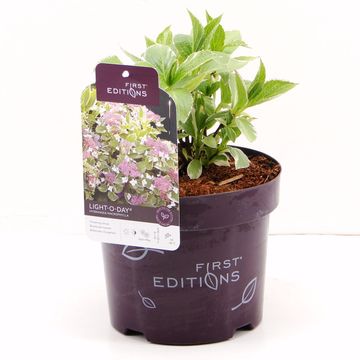 Hydrangea macrophylla LIGHT-O-DAY