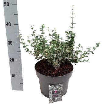 Euonymus fortunei 'Emerald Gaiety'