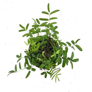 Sanguisorba officinalis 'Pink Tanna'