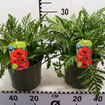 Papaver orientale 'Brilliant'