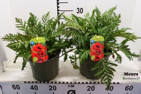 Papaver orientale 'Brilliant'