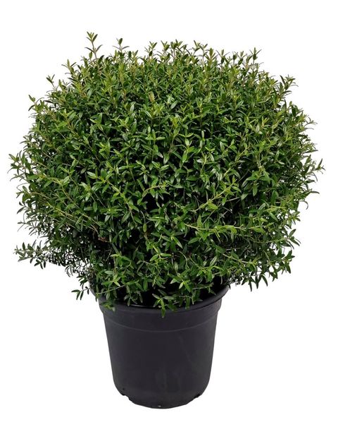 Myrtus communis  Pflanzengrohandel FlorAccess