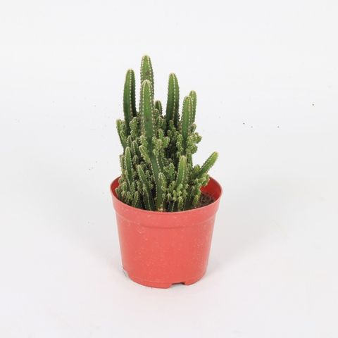 Acanthocereus tetragonus