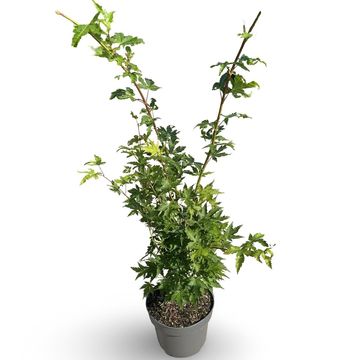 Acer palmatum 'Sangokaku'