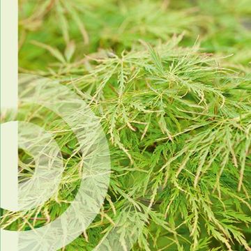 Acer palmatum 'Dissectum'
