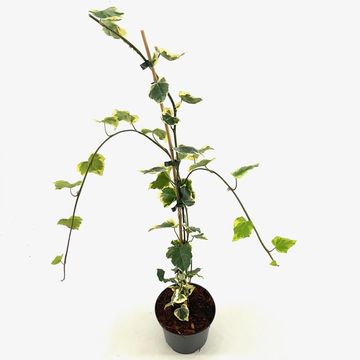 Hedera colchica 'Dentata Variegata'