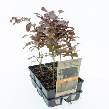 Fagus sylvatica 'Atropunicea'