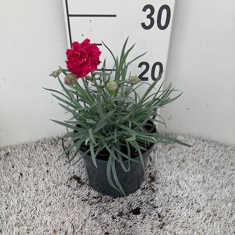 Dianthus DEVON COTTAGE DARK RED