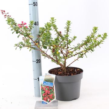 Escallonia 'Pride of Donard'