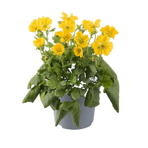 Geum coccineum 'Tosai'