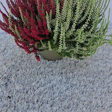 Calluna vulgaris GARDEN GIRLS MIX IN POT TWIN
