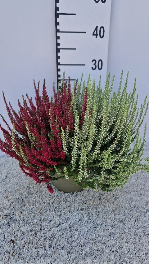 Calluna vulgaris GARDEN GIRLS MIX IN POT TWIN