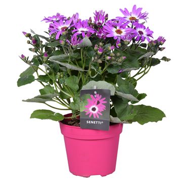 Перикаллис SENETTI MIX
