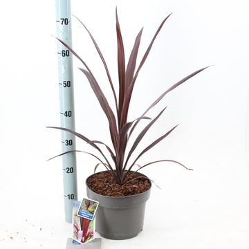 Cordyline SUPERSTAR