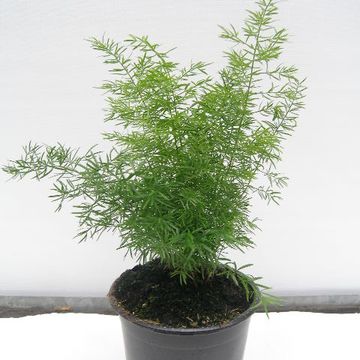 Asparagus densiflorus 'Мейера'