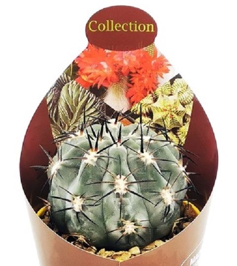 Acanthocalycium glaucum