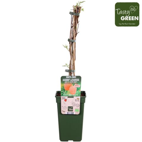 Rubus idaeus 'Autumn Amber'