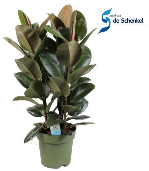 Ficus elastica CLOE