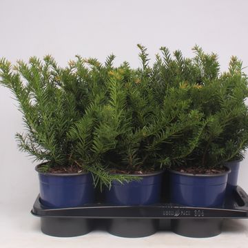 Taxus baccata 'Repandens'