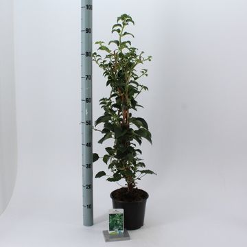 Hydrangea anomala petiolaris