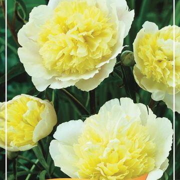 Paeonia LACTIFLORA MIX