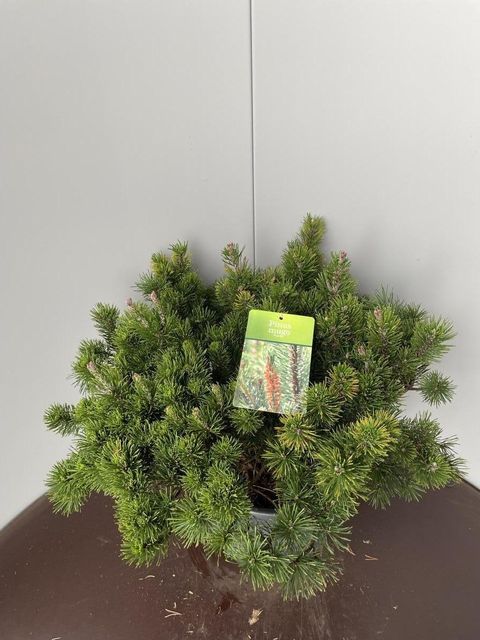 Pinus mugo pumilio