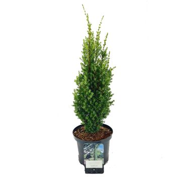 Juniperus communis 'Arnold'