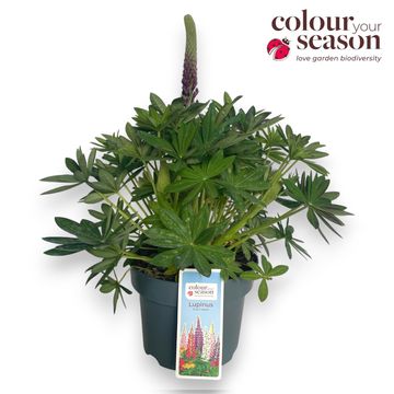 Lupinus WEST COUNTRY BLUE