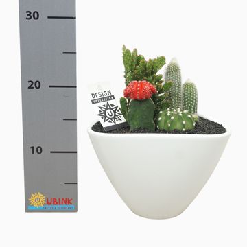 Arrangemang Cactus