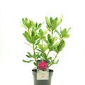 Rhododendron 'Nova Zembla'