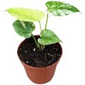 Monstera MINT