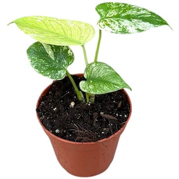 Μονστέρα MINT