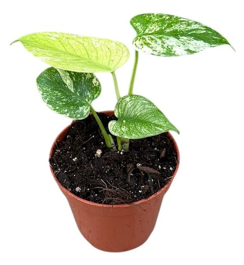 Monstera MINT