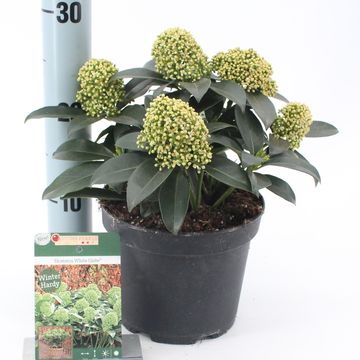 Skimmia japonica ВАЙТ ГЛОБ