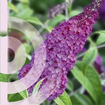 Buddleja BUZZ PINK PURPLE