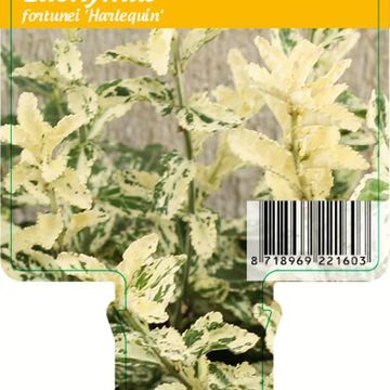 Euonymus fortunei 'Harlequin'