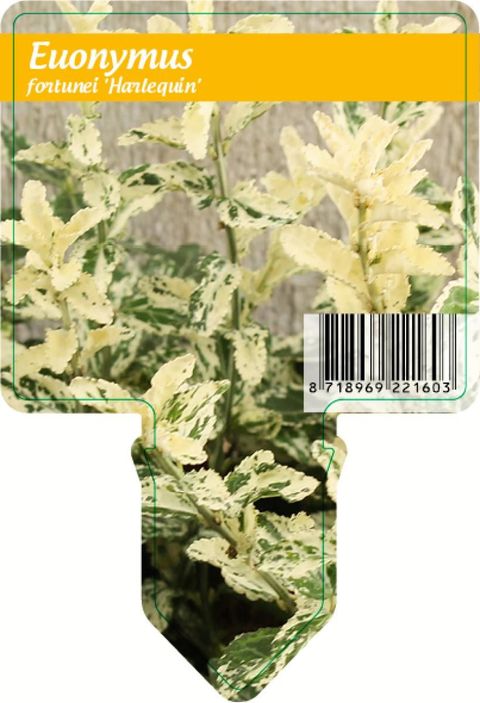 Euonymus fortunei 'Harlequin'
