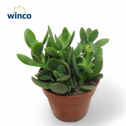 Crassula 'Rusby'