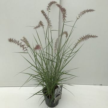 Pennisetum orientale 'Karley Rose'