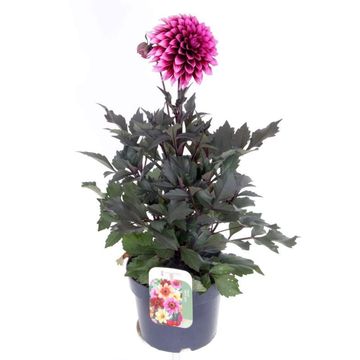Dahlia HAPPY DAYS RED