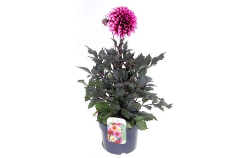 Dahlia HAPPY DAYS RED