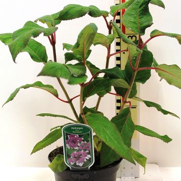 Hydrangea aspera 'Macrophylla'